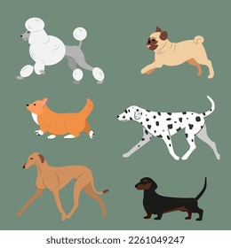 Set of walking dogs poodle pug dalmatian greyhound corgi dachshund