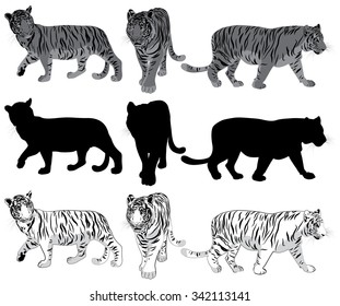 Set of walking Tigers Illustration 