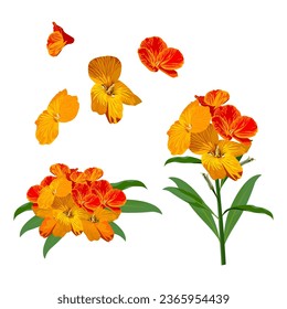 Set of Wallflowers isolated on a white background. vector illustration.