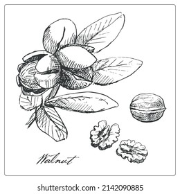 Set walnut branch and fruit. Hand drawn sketch.Vector graphic illustration. Black and white collection isolated elements for design packing logo