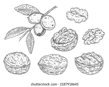 Set walnut. Branch with leaves and nuts. Vector vintage engraving illustration. Isolated on white background. Hand drawn design element for label and poster