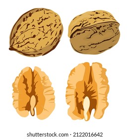 Set of walnut isolated on white background, walnut vector illustration.