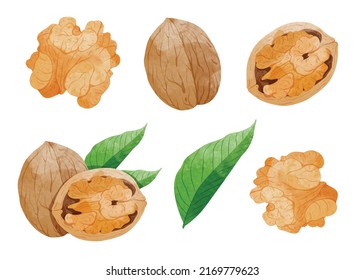 Set of Walnut with leaves Design elements. watercolour style vector illustration.	