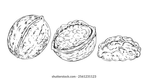 Set of walnut in sketch style. Black and white engraved whole and half walnut isolated on white background