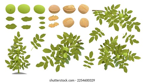 Set of Walnut tree branches with ripe fruits. Garden plant with edible harvest. Isolated on white background. Branch with foliage and leaves. Vector