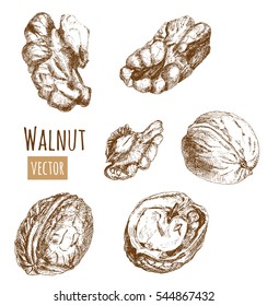 Set of walnut, whole nuts, shelled, half, slices of peeled, hand draw sketch, outline on white background, vector illustration, vintage