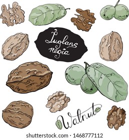 Set of walnuts in brown and beige with green leaves and fruits. Isolated on white. With lettering.
