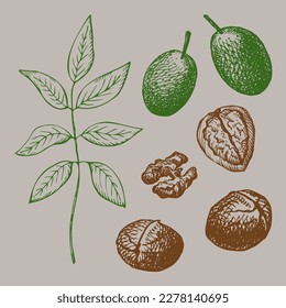 Set with walnuts. Hand drawn illustration of green walnut, kernel and shelled walnut.Vector illustration