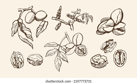 Set with walnuts, leaves, branch, buds on a beige background. Hand drawn vector illustration.