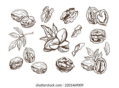 Set with walnuts, leaves, branch on a white background. Hand drawn vector illustration.