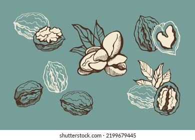 Set with walnuts on a turquoise background.  Hand drawn vector illustration.