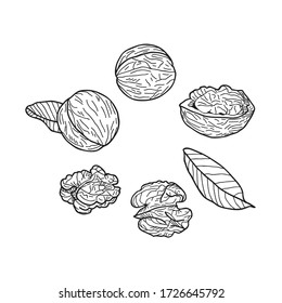 Set of walnuts on a white background. Hand-drawn vector illustration.