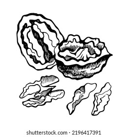 Set of walnuts on white background. Hand drawn vector illustration.