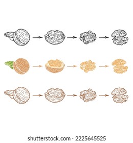 Set of walnuts on a white background. Hand-drawn vector illustration.	