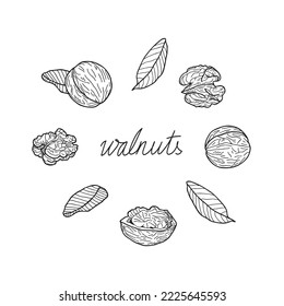 Set of walnuts on a white background. Hand-drawn vector illustration.	