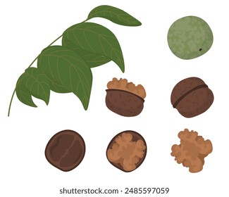 Set of walnuts in shell and without and branches with leaves, a useful product vector illustration for design