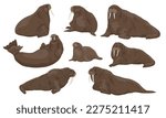 Set of walrus Odobenus rosmarus in different poses. Males, females and cubs of walruses lie, sit and swim. Realistic vector animal