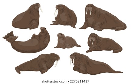 Set of walrus Odobenus rosmarus in different poses. Males, females and cubs of walruses lie, sit and swim. Realistic vector animal
