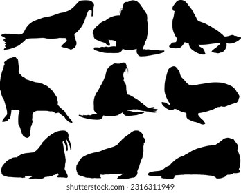 Set of Walrus Silhouette, Sea Animal