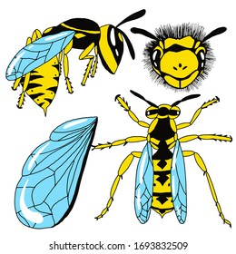 Set wasp from different angles on an isolated white background. Insect in cartoon style. Stock vector illustration.