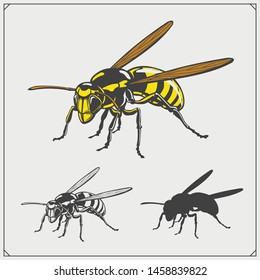 Set of Wasp illustration and silhouette. Dangerous stinging insects collection. Print design for t-shirt.