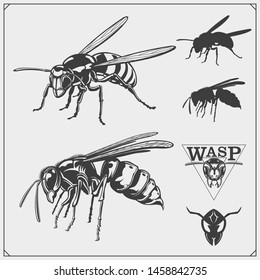 Set of Wasp labels, badges, icons and design elements. Dangerous stinging insects collection. Sport club emblems. Print design for t-shirt.