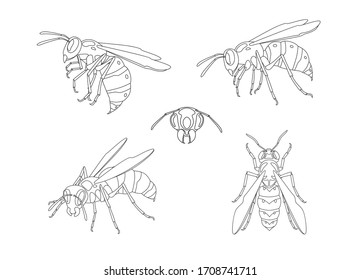 Set of wasps isolated on white. Line art. Vector illustration.