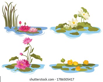 Set of water lilies. Collection of different types of lake flowers. Color stylized lotuses. Botany. Colorful illustration for children.