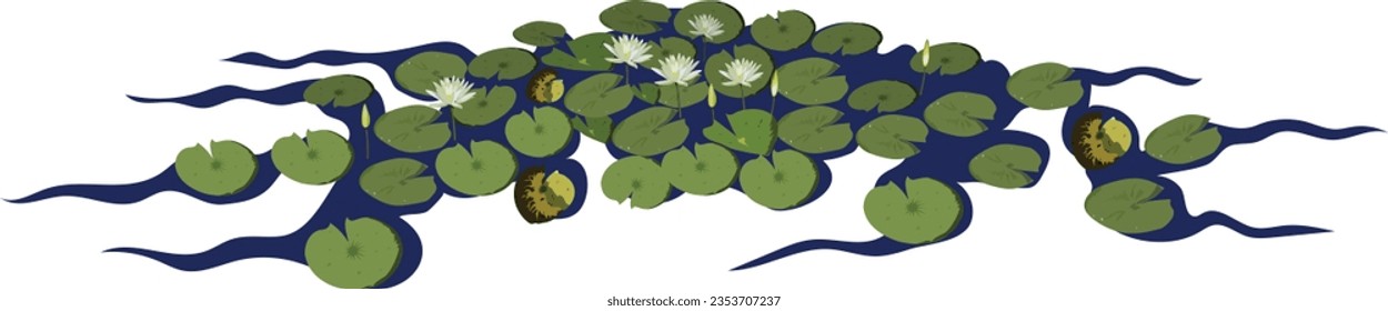 A set of water lily illustration. water plants vector art. flower illustration.
