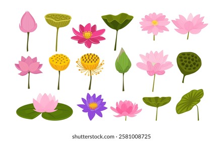 Set of Water Lily And pink lotus flower collection kit with water lily pad, bud opening and leaves, blossom, stems, botanical aquatic plant, isolated on white background, flat vector illustration.