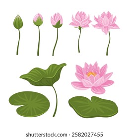 Set of Water Lily And pink lotus flower collection kit with water lily pad, bud opening and leaves, blossom, stems, botanical aquatic plant, isolated on white background, flat vector illustration.