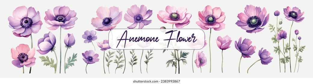 Set Watercolor Anemone Flower Illustration Vector. Explore the delicate beauty of watercolor anemone flowers with this stunning collection of vector illustrations