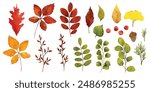 Set of watercolor autumn leaves. Autumn foliage watercolor collection set, fall leaves, maple leaf, acorns, berries, spruce branch. Forest design elements illustration