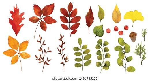 Set of watercolor autumn leaves. Autumn foliage watercolor collection set, fall leaves, maple leaf, acorns, berries, spruce branch. Forest design elements illustration