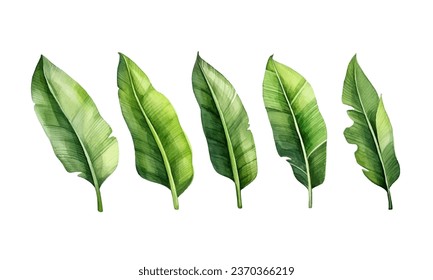 set of watercolor banana leaves on isolated white background, set tropical leaves, Tropical banana leaves set