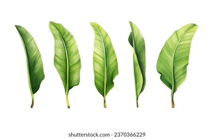 set of watercolor banana leaves on isolated white background, set tropical leaves, Tropical banana leaves set