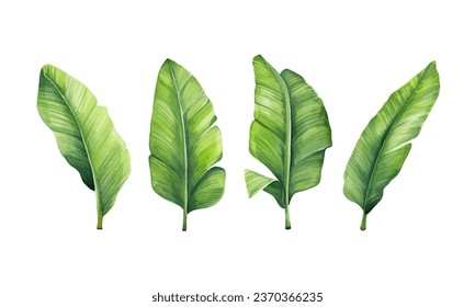 set of watercolor banana leaves on isolated white background, set tropical leaves, Tropical banana leaves set