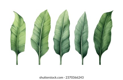 set of watercolor banana leaves on isolated white background, set tropical leaves, Tropical banana leaves set