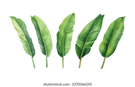 set of watercolor banana leaves on isolated white background, set tropical leaves, Tropical banana leaves set