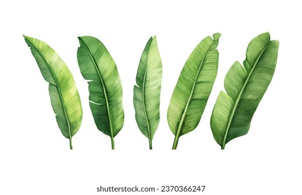 set of watercolor banana leaves on isolated white background, set tropical leaves, Tropical banana leaves set