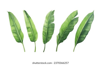 set of watercolor banana leaves on isolated white background, set tropical leaves, Tropical banana leaves set