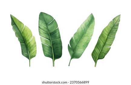 set of watercolor banana leaves on isolated white background, set tropical leaves, Tropical banana leaves set