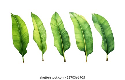 set of watercolor banana leaves on isolated white background, set tropical leaves, Tropical banana leaves set