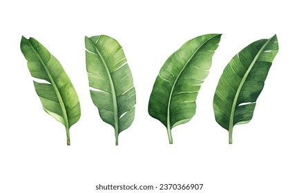 set of watercolor banana leaves on isolated white background, set tropical leaves, Tropical banana leaves set