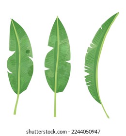 set of watercolor banana leaves, vector illustration with white background.