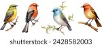 set of watercolor birds on a white background