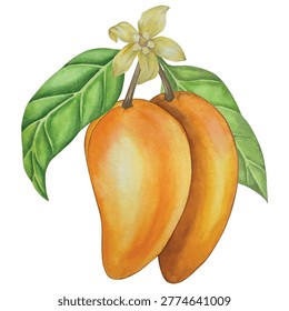 Set of Watercolor botanical illustrations. Mango Fruit and flowers, with slices and leaves isolated on white background. For packaging, food design, menu, printing on fabric