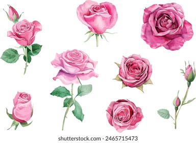 Set of watercolor bouquet of pink roses and green leaves