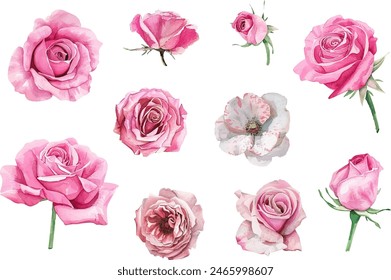 Set of watercolor bouquet of pink roses