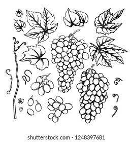 Set of watercolor bunches of grapes, leaves and branches. Vector botanical design elements isolated on white background